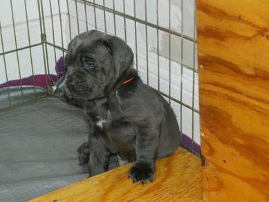 GGTT6000 Cane Corso puppies #MKA