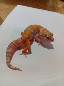 Leopard Gecko