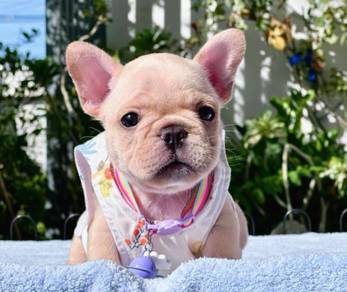 FRENCH BULLDOG PUPPIES 🌻S234 Boy