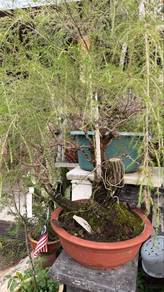 Pokok Bonsai Cucur Atap + Stand