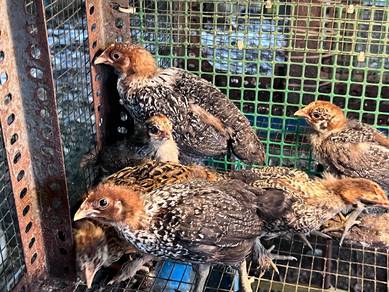 anak ayam mix Arab kampung