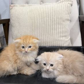 Scottish Fold