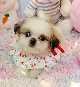 Shih Tzu