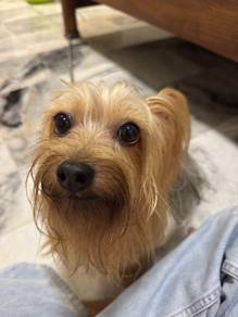 Yorkshire Terrier Stud Service