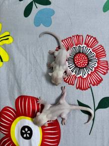 Sugar Glider RubyLeu Jantan