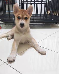 Siberian Husky 