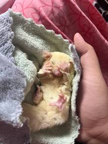 sugar glider leucistic
