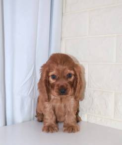 J0593 Cocker Spaniel Adorable Droopy Ear Puppy