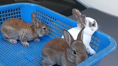 mini rex