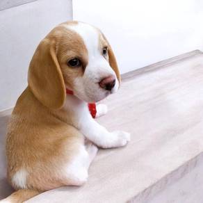 Beagle female puppy
