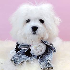 Maltipoo