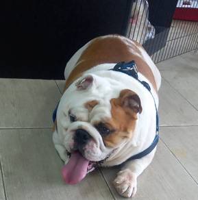bulldog stud service 