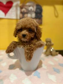 Maltipoo-1