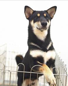 1yr Shiba male