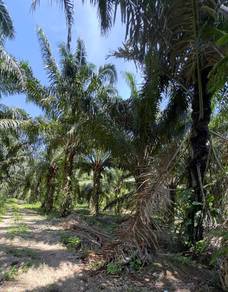 Agricultural Land in Muar, JHR