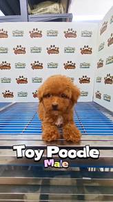 Tiny Toy Poodle Male KL Pet Shop Puchong can visit
