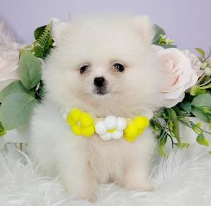 Pomeranian