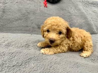 Toy Poodle