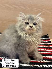 Persian