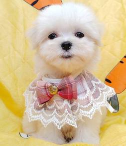 Maltese