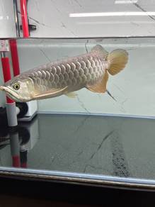 Arowana golden highback 