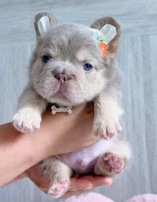 FRENCH BULLDOG PUPPIES 🌻VIP126 Long Fur / Boy
