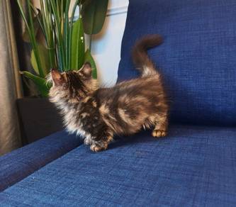 Munchkin Female supershort Kitten