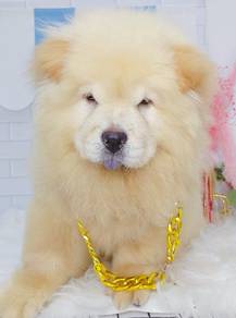 Chow Chow