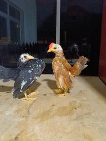 Anak Ayam Serama 