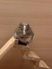 Degu