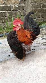 Ayam Serama Ara