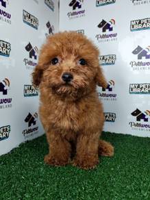 Super cute toy poodle red pup