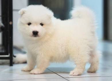 SAMOYED PUPPIES S37 🌻 薩摩耶 Snow Fluffy Boy~Girl