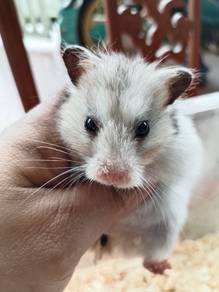 hamster syrian dewasa