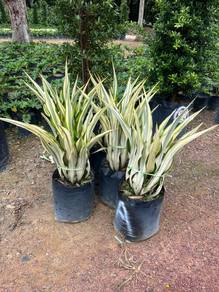 Furcraea Foetida 'Striata' / Giant False Agave