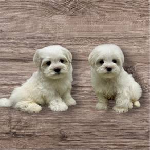 Maltese teacup puppy mka microchip