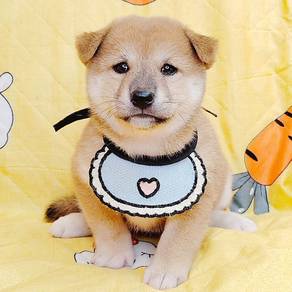 Shiba