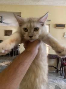 Kucing Pure Mainecoon Kitten