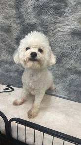 MaltiPoo adult male 马尔泰 男生