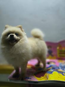 Pomeranian