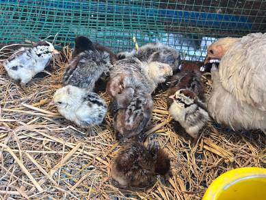 10 ekor anak ayam arab ,chick