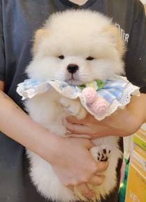 Chow Chow