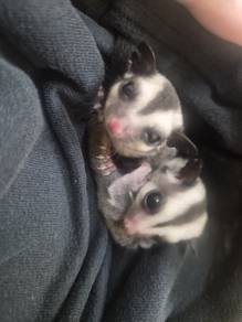 Sugar glider baby