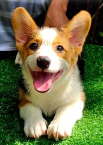 CORGI PUPPIES C219 🌻 cheeky Puppy male