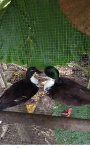 CallDuck