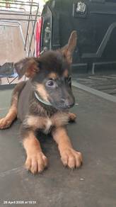 German shepherds puppy 