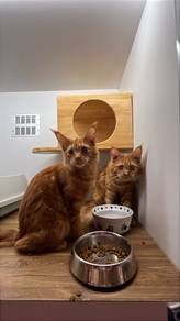 Orange Mainecoon for sale