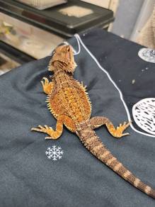 breaded dragon 