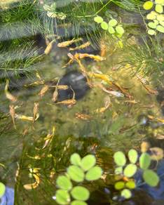 Adult Gold guppy gene ribbon 2 male 4 female