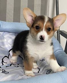C136 CORGI PUPPIES 🌻fluffy Girl